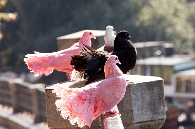 便是拜仁通 便是拜仁通